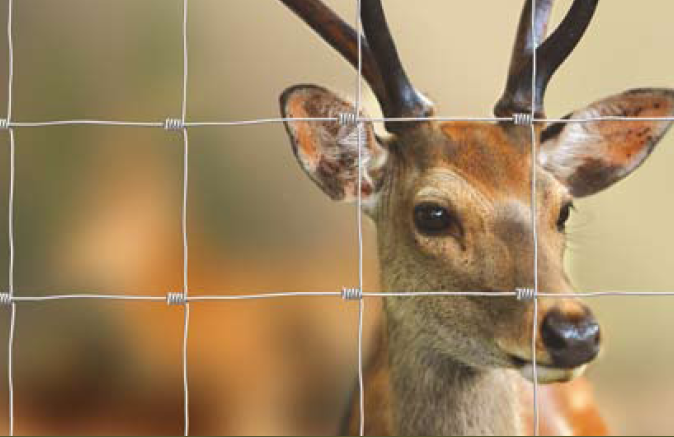 Eläinverkko AitaX Zn, 1,5x50m, muuttuva silmäkoko