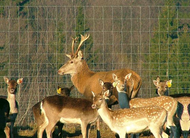 Eläinverkko AitaX Zn, hitsattu, 1,5x50m, muuttuva silmäkoko