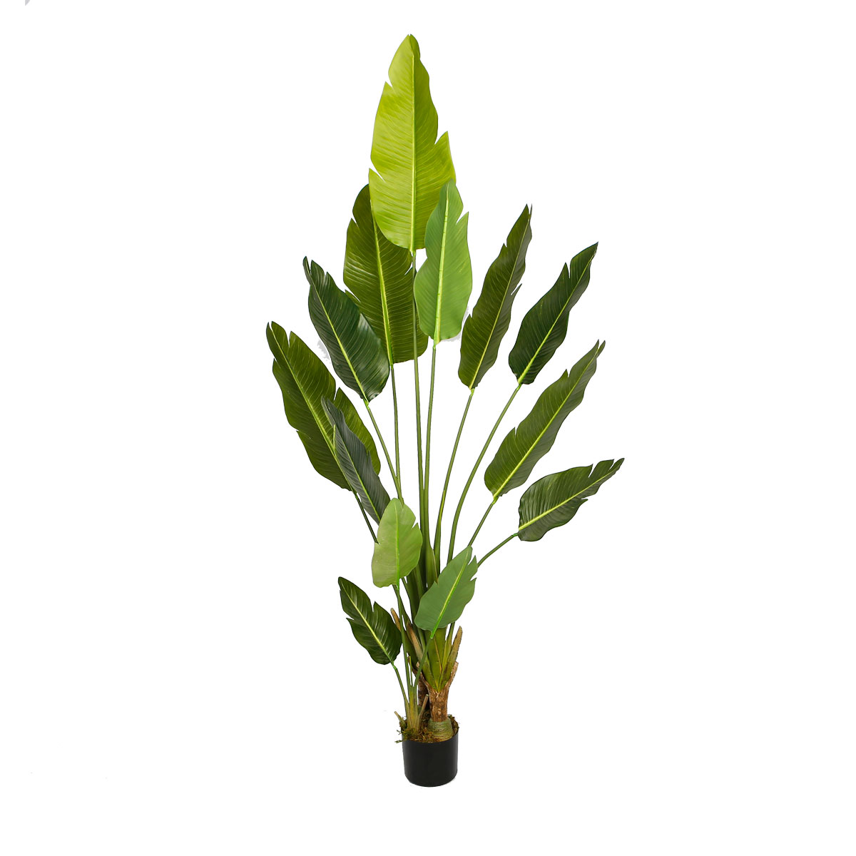 Tekokasvi Lykke Bird of Paradise, 200cm