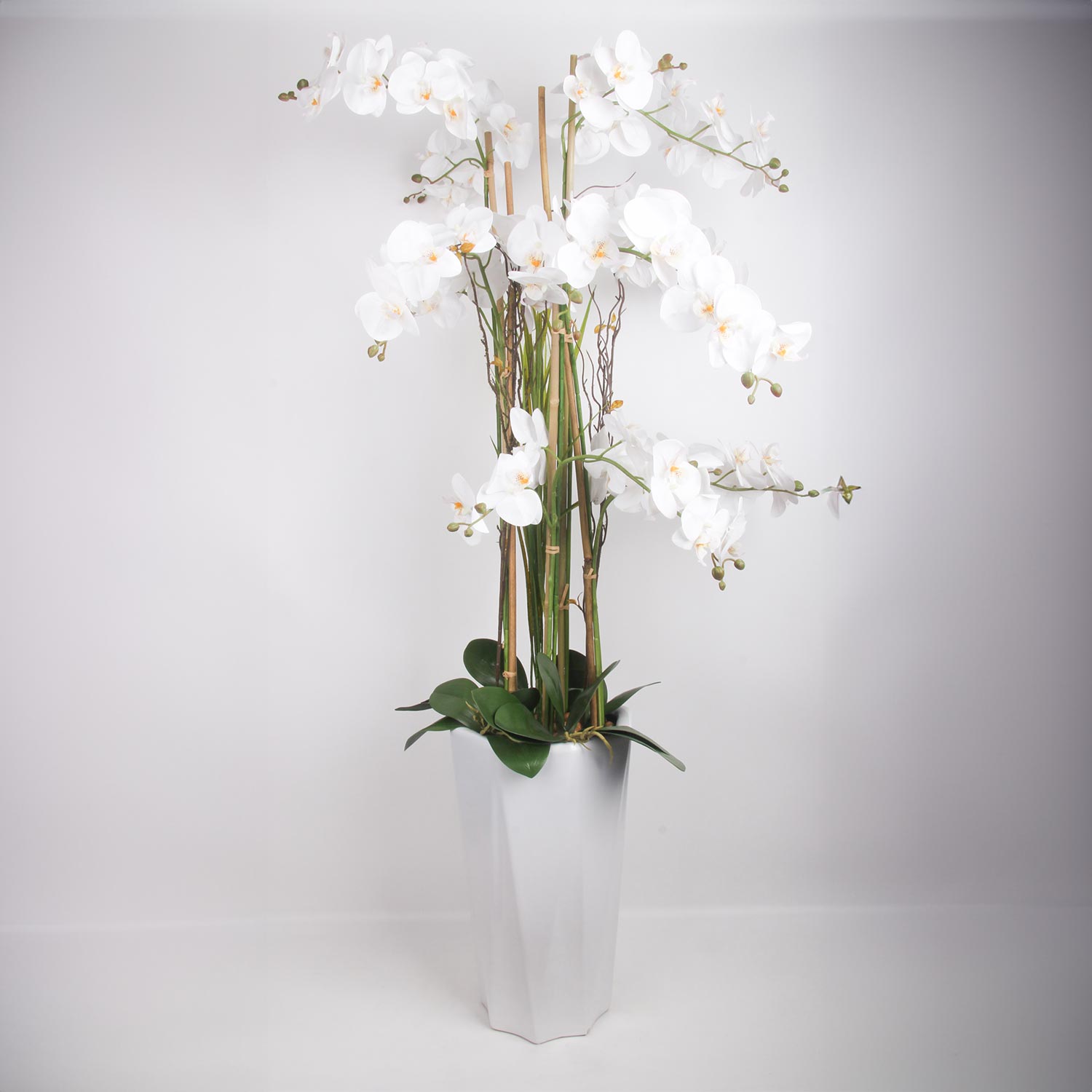 Orkidea Home4You Garden Queen, 132Cm, Valkoinen