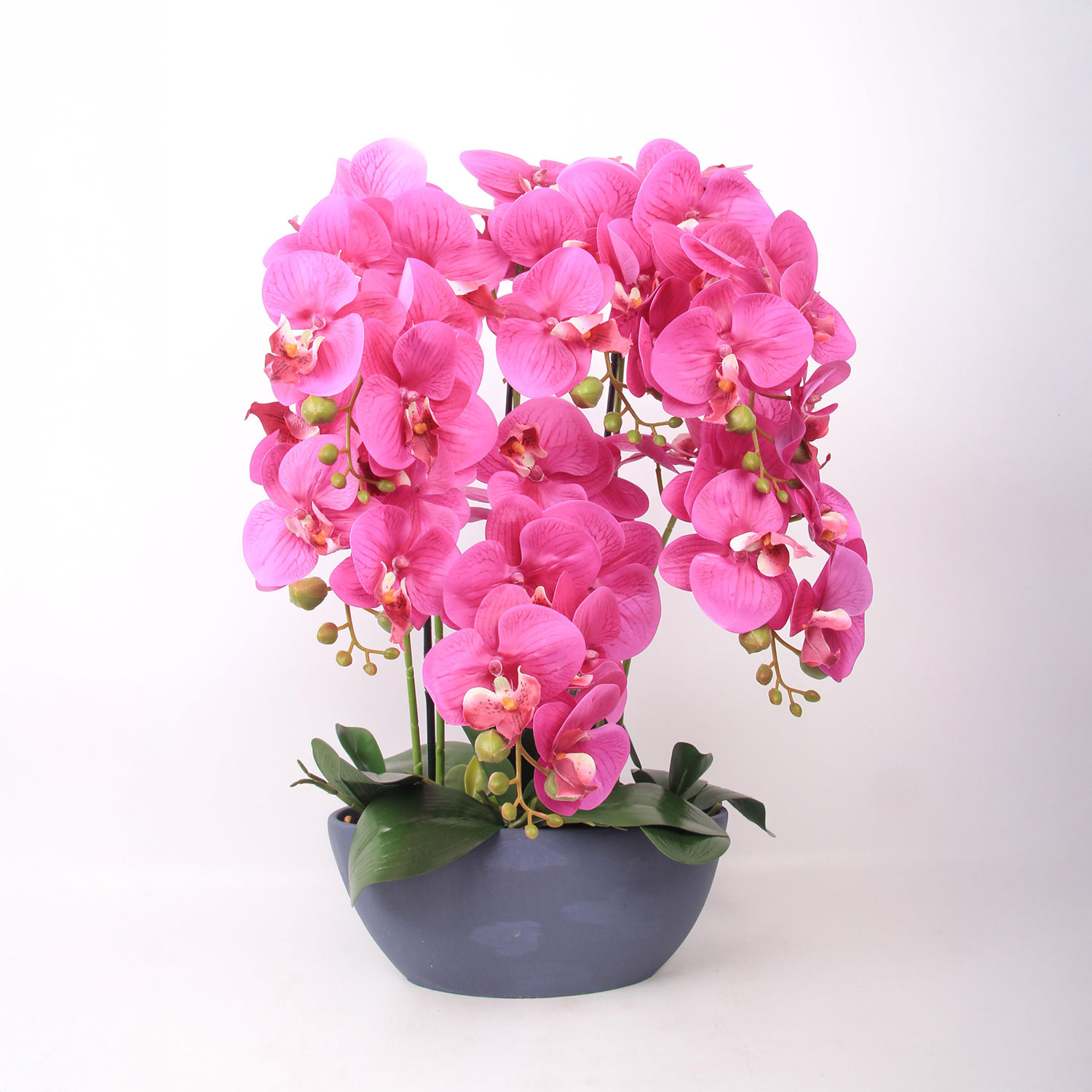 Orkidea Home4You Garden Queen, H64Cm, 44 Kukkaa, Tummanpunainen