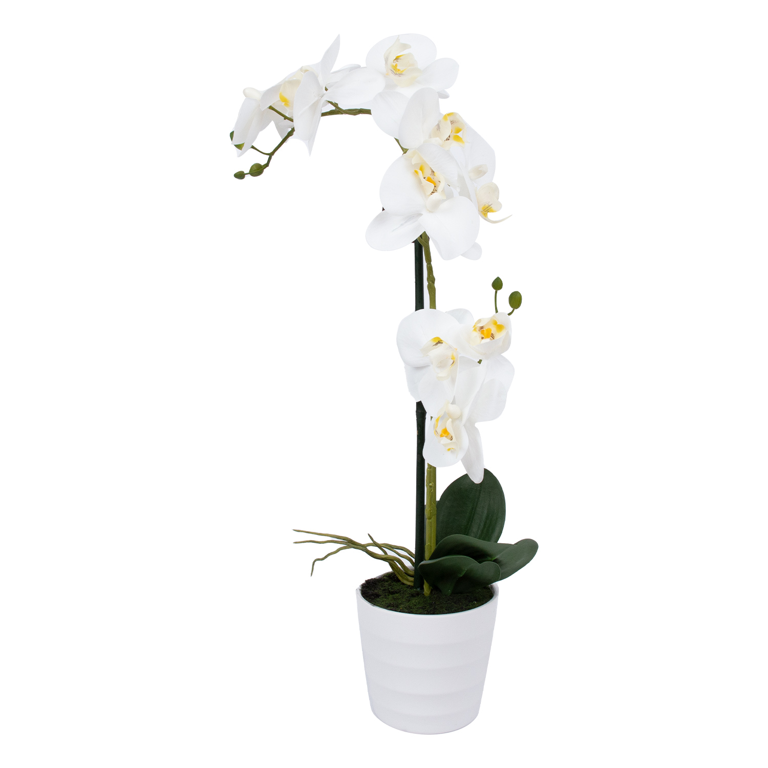 Orkidea Home4You Wind In Garden, H51Cm, Valkoinen