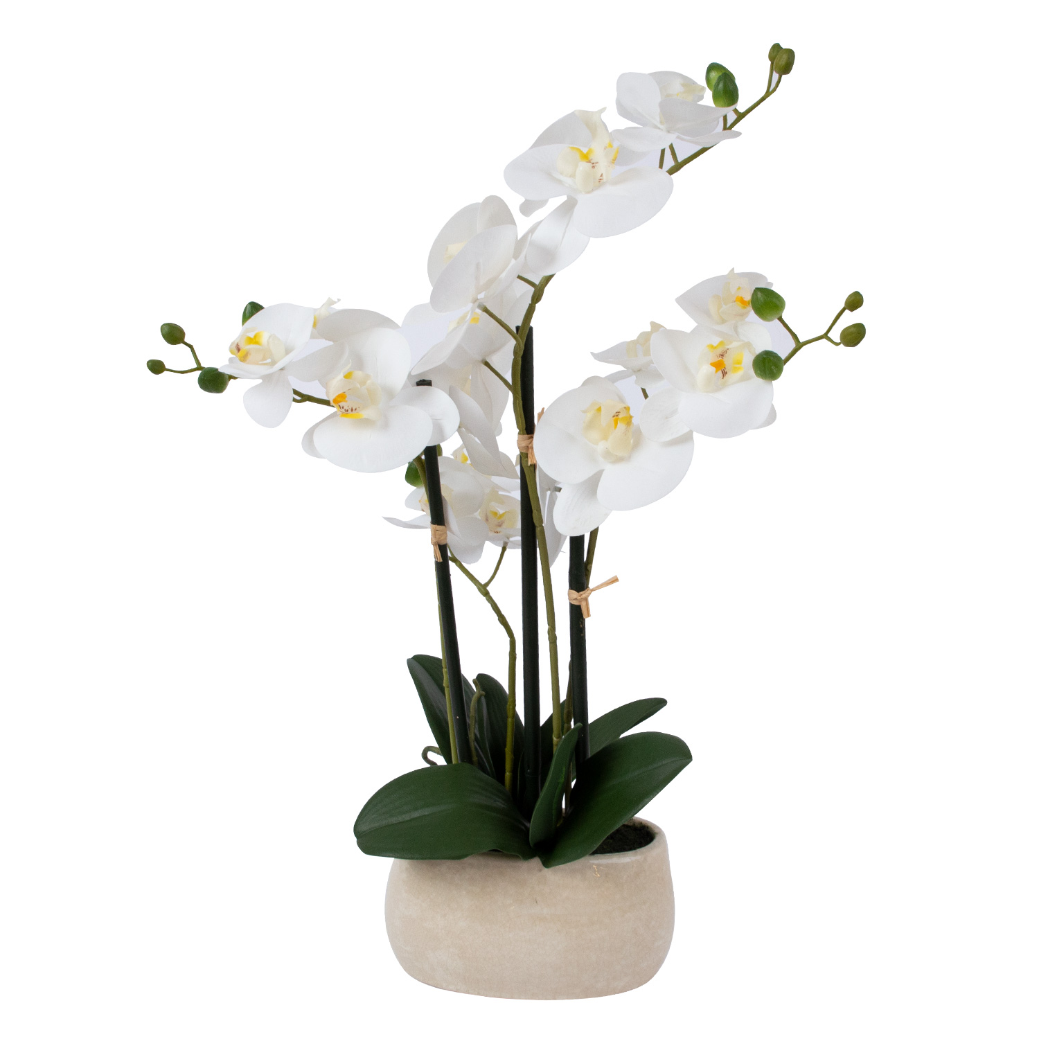 Orkidea Home4You Wind In Garden, H55Cm, Valkoinen