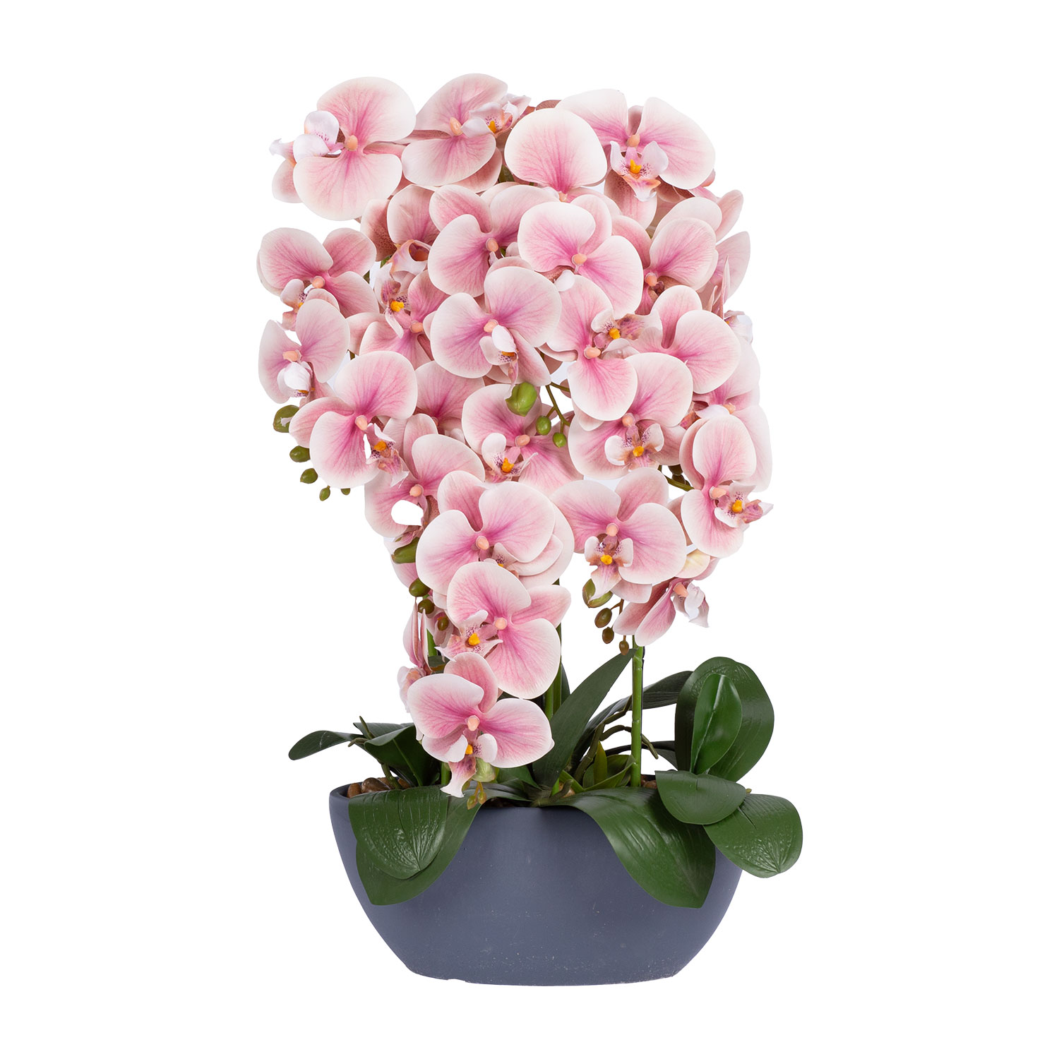 Teko-orkidea Home4You Garden Queen, 64cm, vaalea pinkki