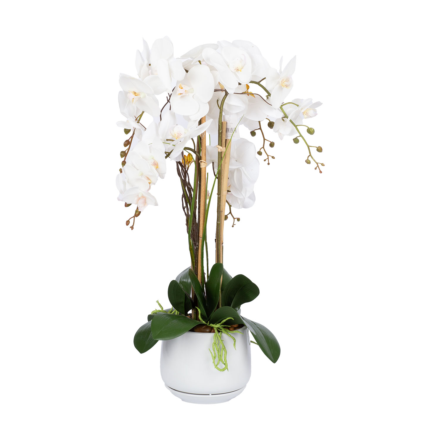 Teko-orkidea Home4You Garden Queen, 68cm, valkoinen