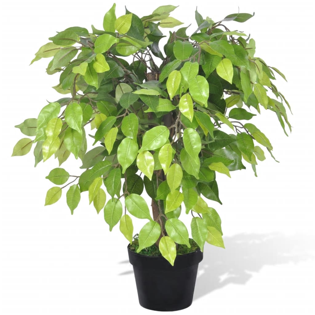 Tekokasvi bonsaifiikus ruukussa 60 cm